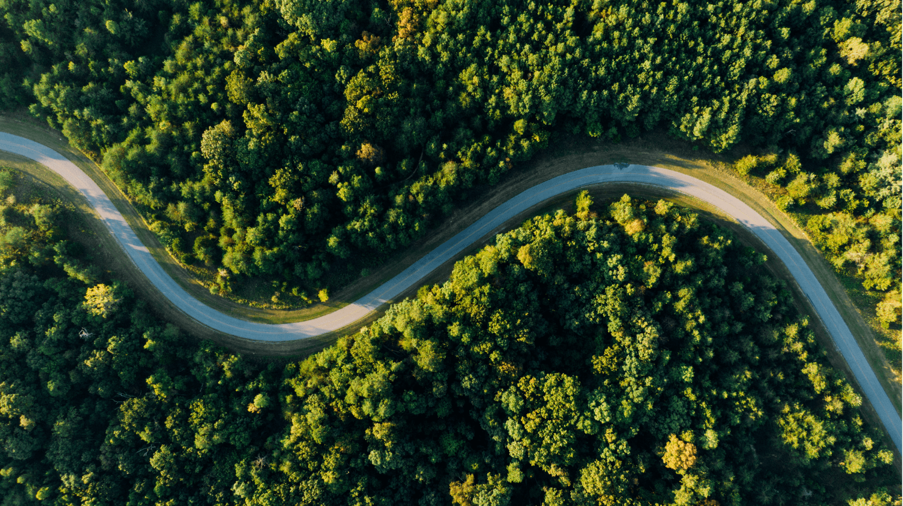 An aerial view of a forest